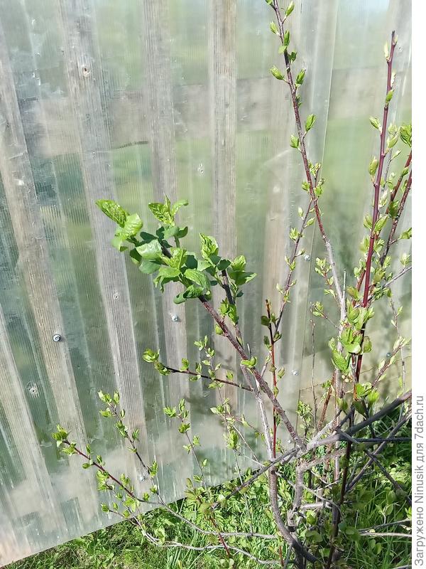 Чехольчики оправдали себя. Сняла их - и под ними листья развивались лучше, чем без них. Фото на контрасте.