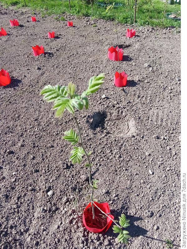 Листья. Это точно Рябина! Пустое место для сеянцев яблонь.