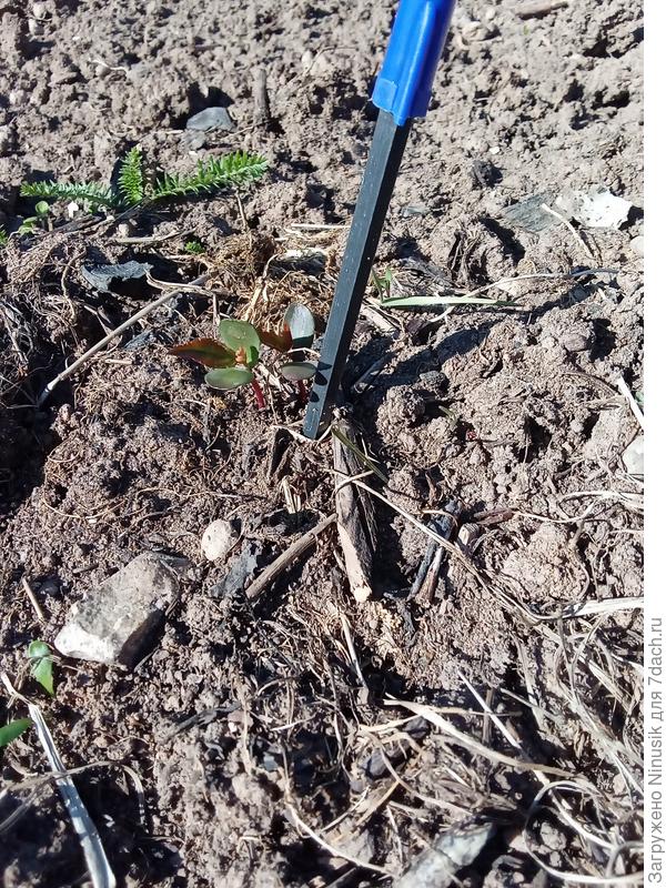 Сеянцы яблони.