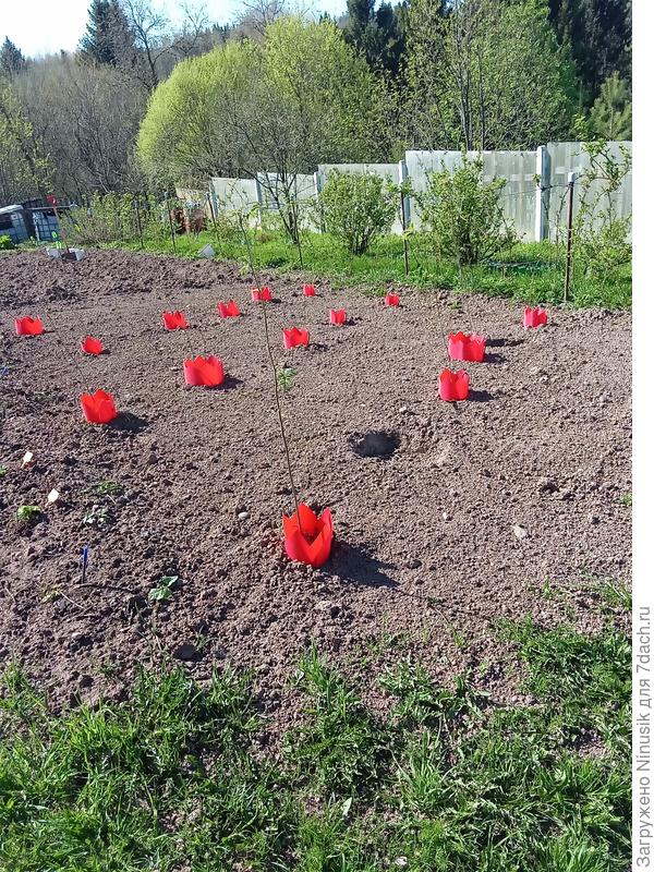 Сад для экспериментов. Трава пока не взошла.