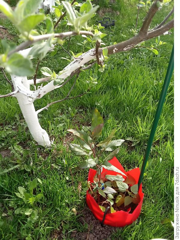 Вот к этой скелетной ветви буду приживлять.