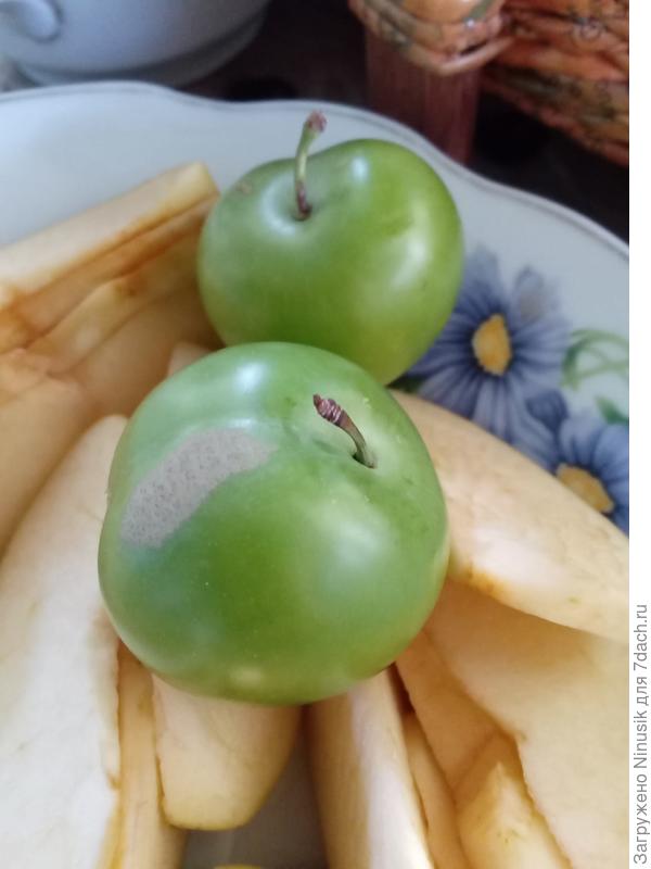 Зелёная алыча.