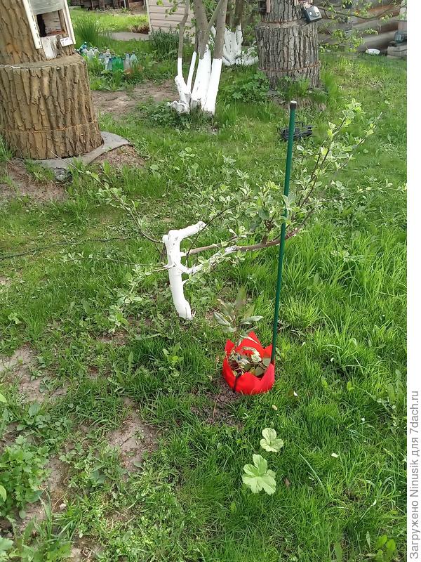 Общий вид моей яблоньки, которую буду реанимировать.