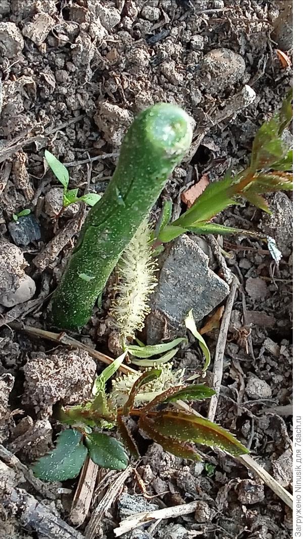 Листья розы.