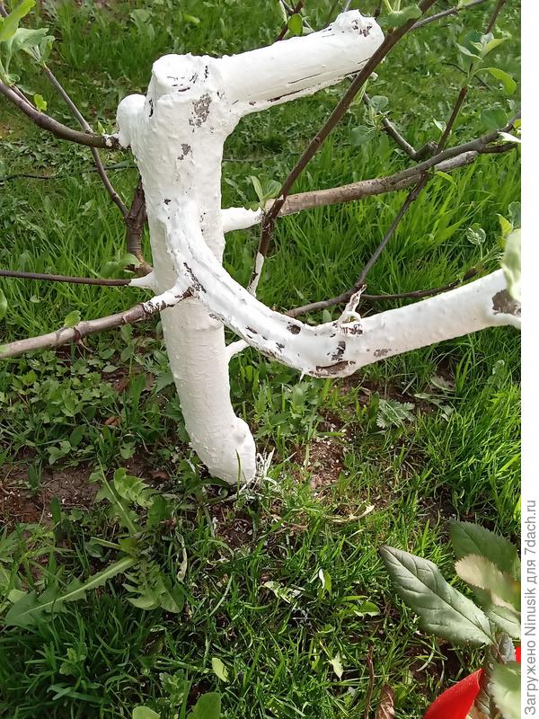 Состояние скелетной ветви.