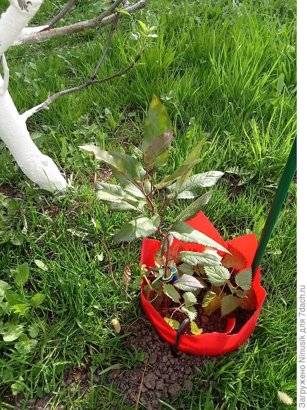 Опора для будущей конструкции, воткнула сразу, во избежание травм корней в будущем.