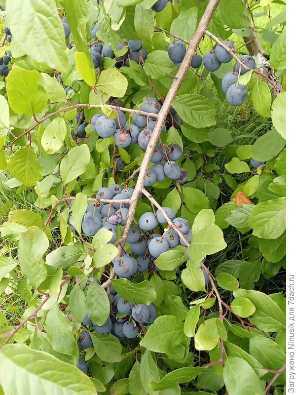 Тернослива ложится под тяжестью плодов.