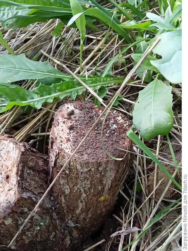 Основные вредители не слизни, а муравьи.