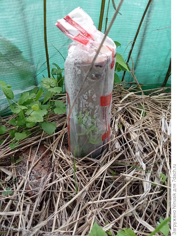 Общий вид чурбачка в пакете.