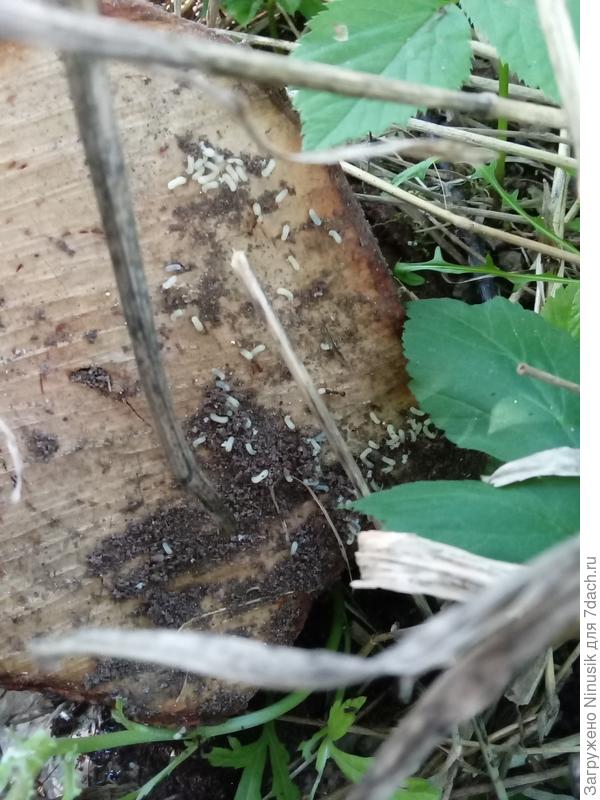 Муравьи селятся с удовольствием.