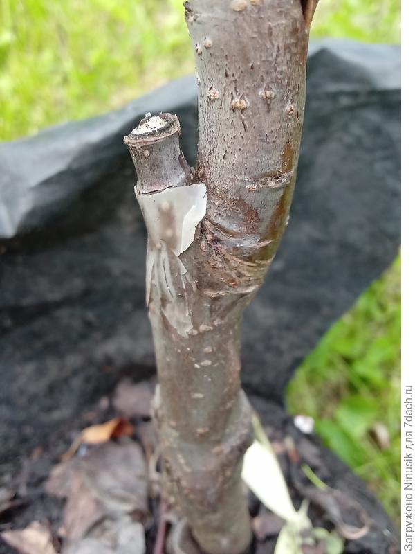 Место второй прививки.