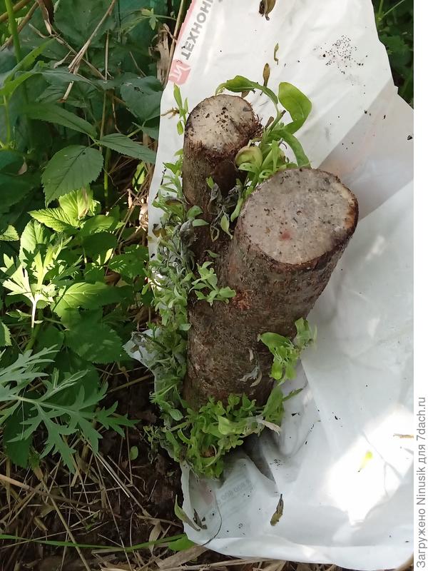 Чурбачок оброс листьями по всей высоте.