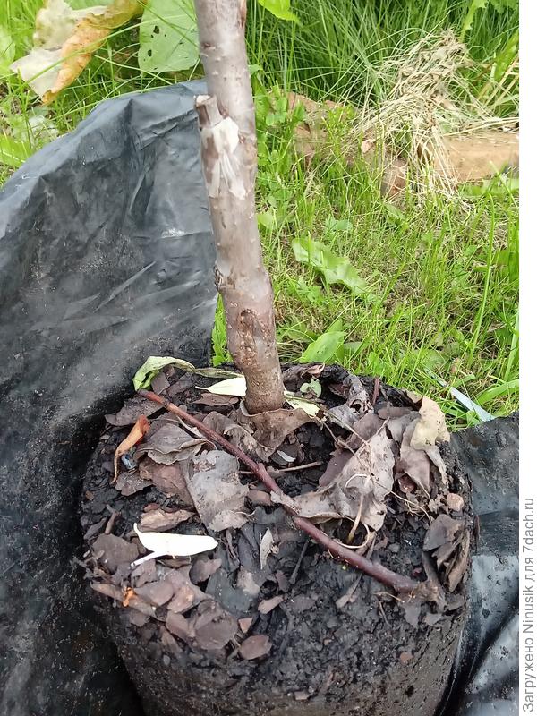 Вот тут лучше всего видно, как привой одет на подвой. Вроде на первый взгляд нет разницы, как это делаю я. Но это влияет на прочность ствола в будущем.