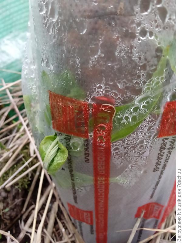 Конденсат. Месяц жары и без дождей.