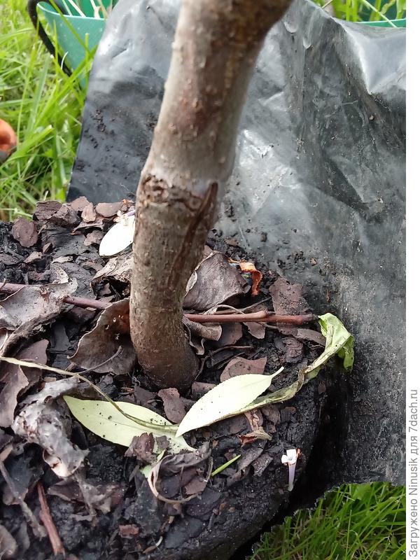 Место первой прививки.