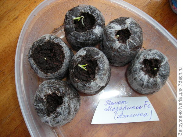 5 Марта, 8 часов утра. Открываю контейнер для проветривания и...О,ЧУДО! Появились малышки-растишки. Из всех посевов семена томата Мазарини F1 взошли первые.