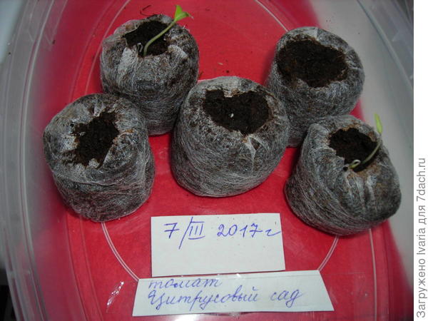 ддллорорпаавывыы