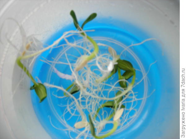 Проращивание.