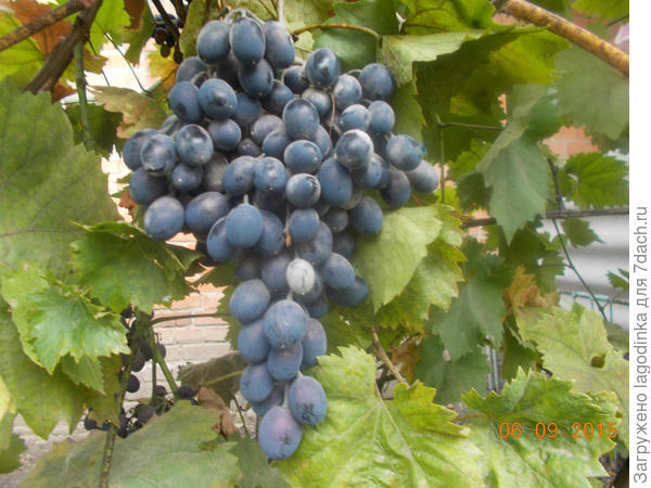 Белый налёт на винограде - это болезнь или нормальное явление? И если этоболезнь, чем и как лечить? - ответы экспертов 7dach.ru