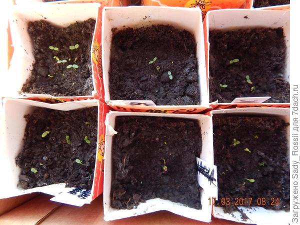 ну а фото как видно сделано 17 марта