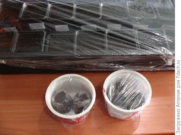 Накрываем посевы плёнкой и помещаем на тёплый пол, температура около 25 градусов