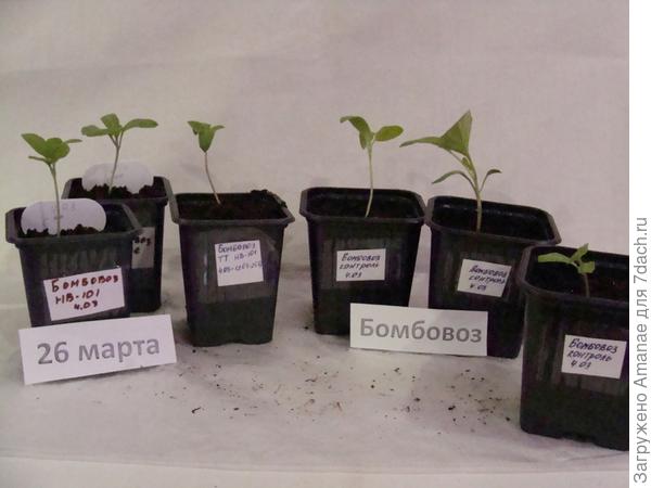 На 26 марта все 6 корней баклажана живы