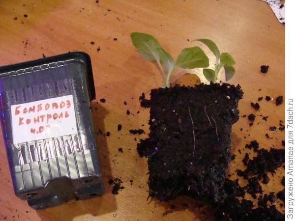 Корешки уже начали оплетать ком земли