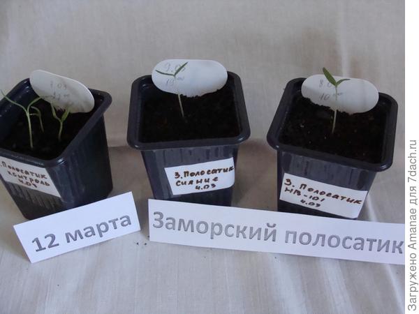 Взошли заморские полосатики