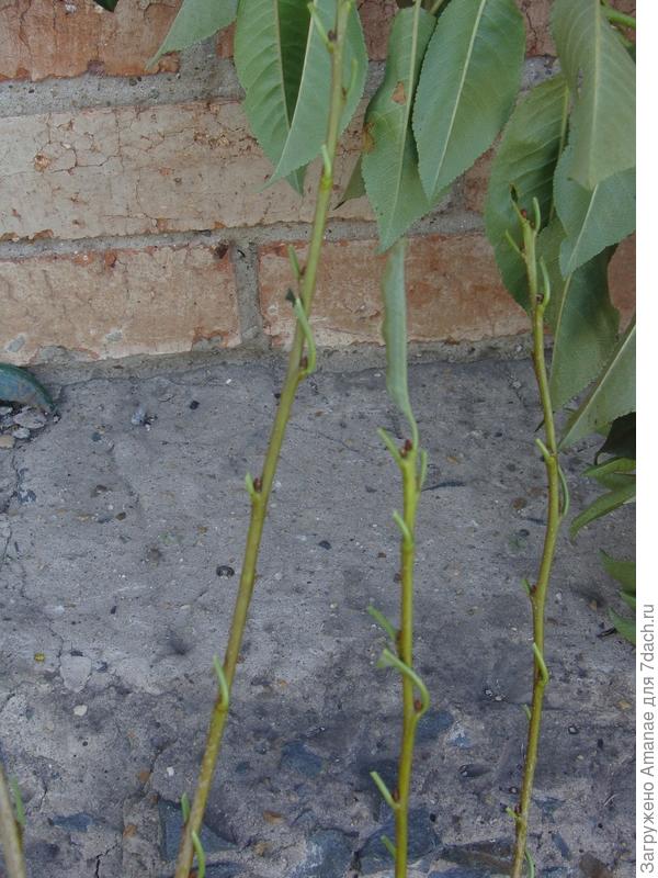 Все листочки с саженца надо сразу срезать, оставив черешок от листа на стволе - он потом сам отойдёт.