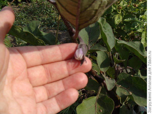 Скоро распустится первый цветок баклажана Бомбовоз