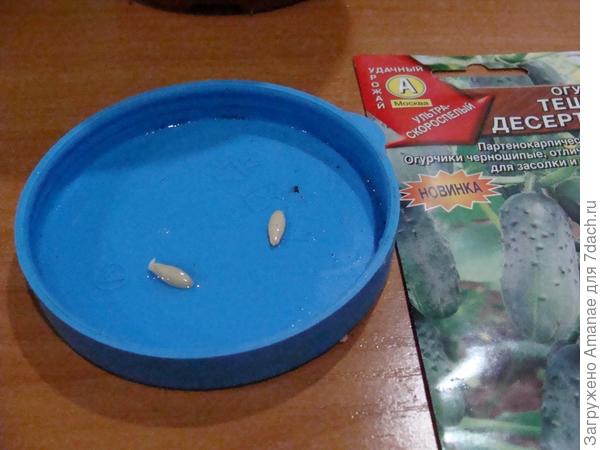 Первые корешки, 11 мая