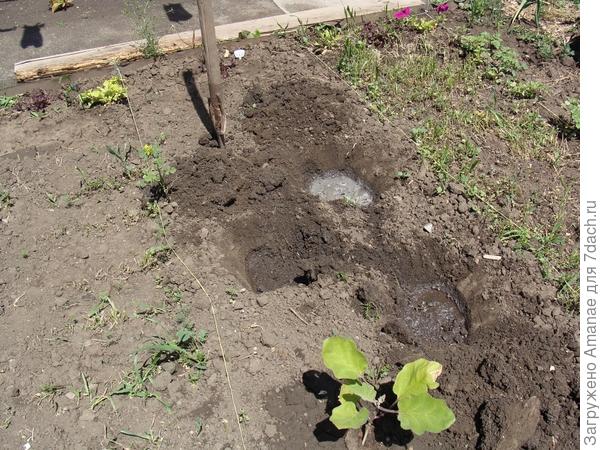 На отдельной грядке сделала лунки и высадила несколько перчиков туда