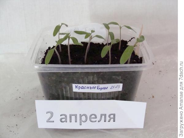 Раскрылись семядоли