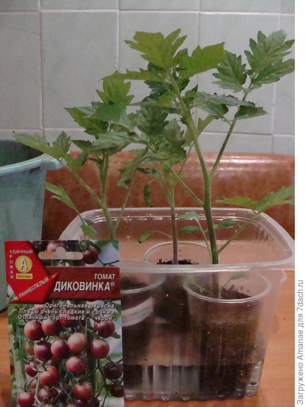 До второй пикировки