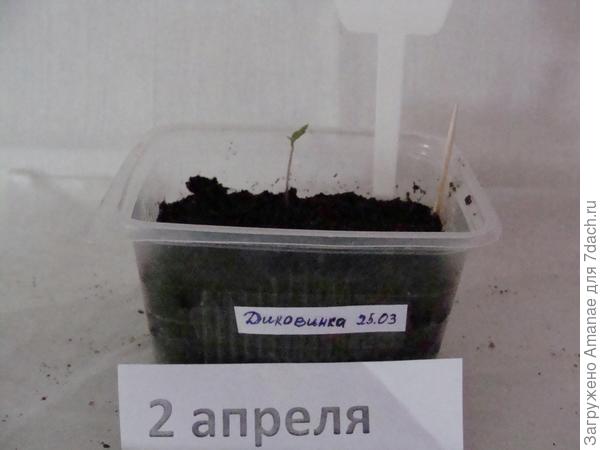 Самый первый росток