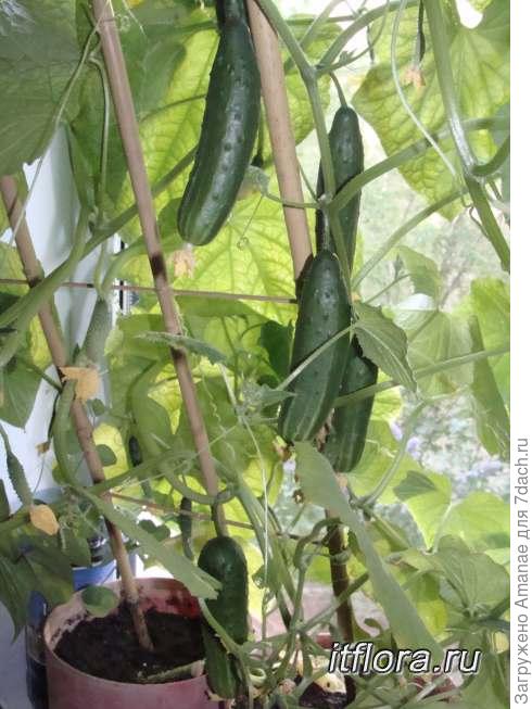 Огурец на окне.