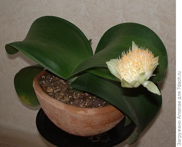 Гемантус, фото из Гугл.