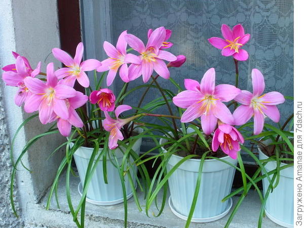 Зефирантес розовый