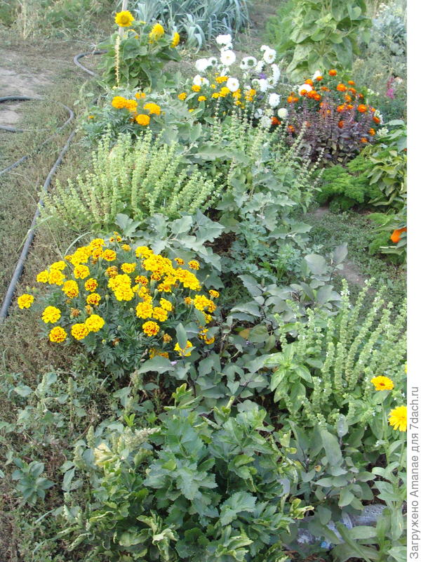 Бархотки и базилик на грядке с баклажанами.