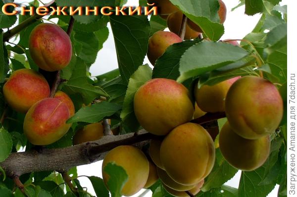 Абрикос Снежинский, посмотрим, будет ли таким