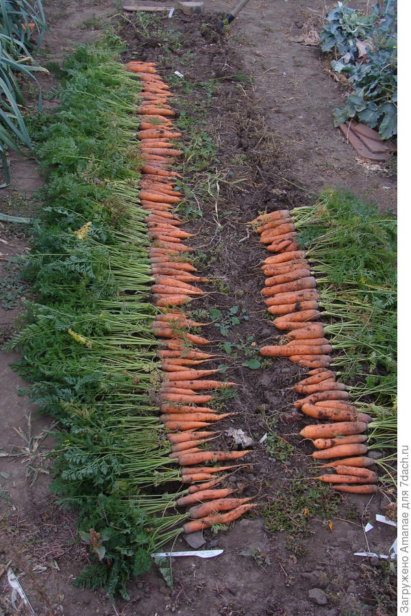 Морковка на некопаной грядке