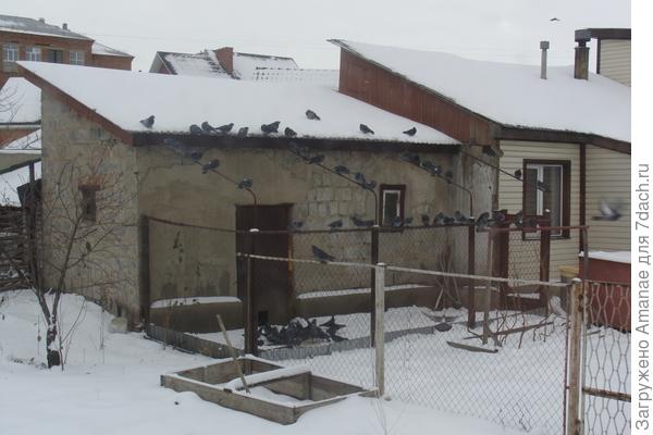 Голуби доедают за курочками