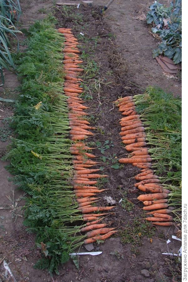 Морковка на некопанной грядке
