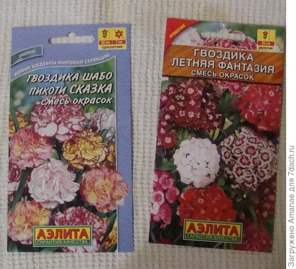 Гвоздика шабо и турецкая