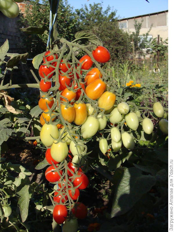 Красные Бусы от Аэлиты, жаркое лето 2017