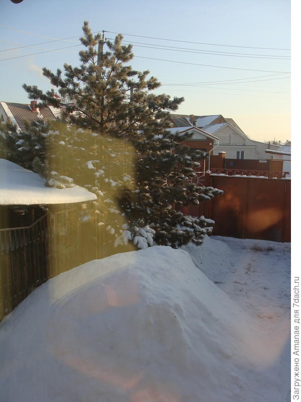 Сосна у дома, снег, яркое солнышко.