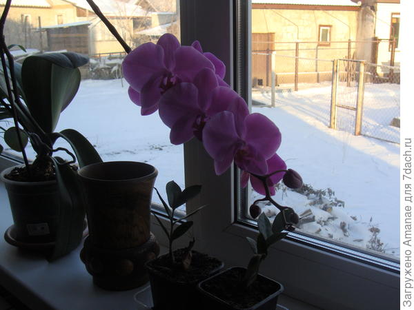 Орхидея в доме, цветёт, но не пахнет :)