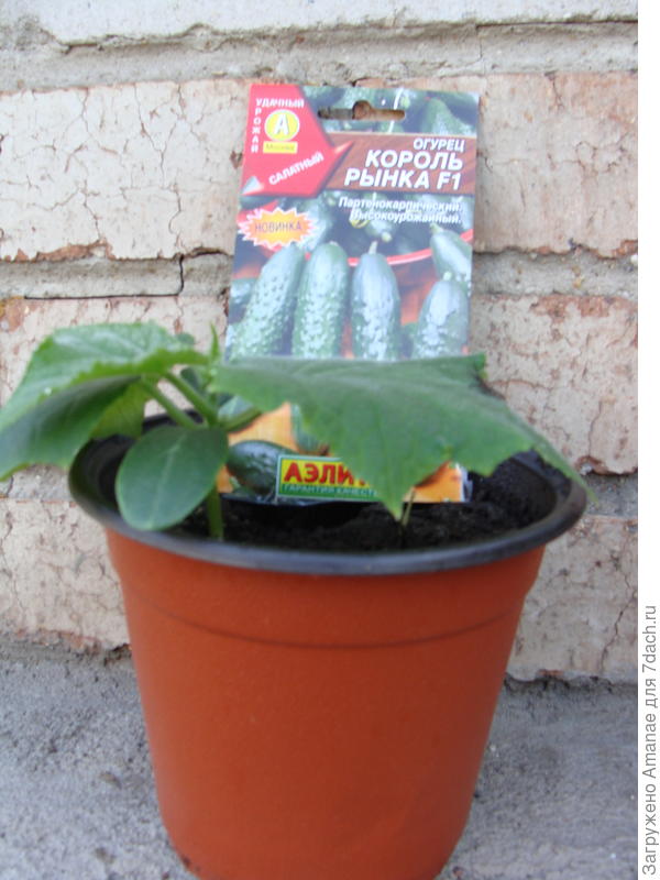 Рассада огурца, выросшая под фитолампой, крепкая, не вытянувшаяся.