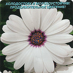 Остеоспермум
