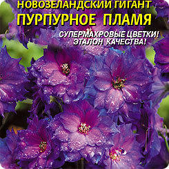 Дельфиниум